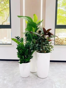 江北室内植物出租价格使用技巧与注意事项总结
